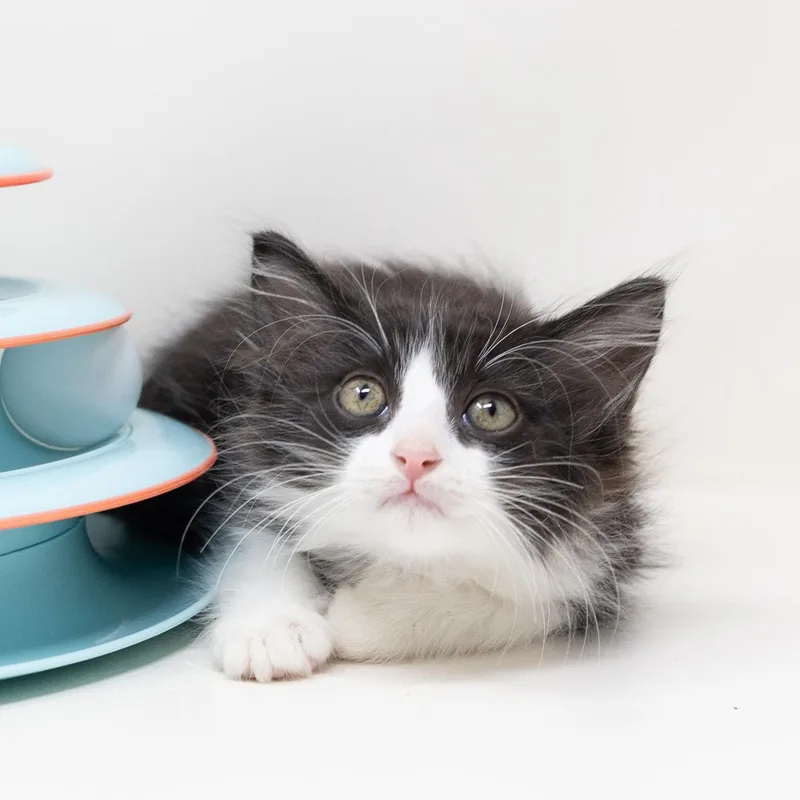 A baby medium-sized male Black & White / Tuxedo Tuxedo cat named Dobby for adoption in Trophy Club, TX