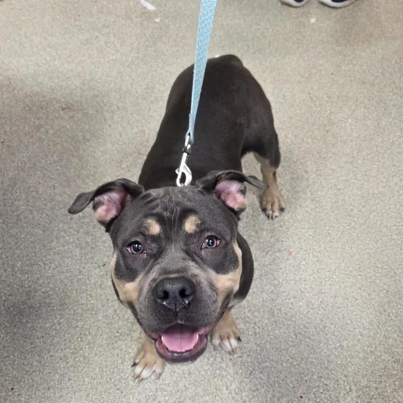 An adult medium-sized female Brown / Chocolate Mixed Breed dog named Petunia for adoption in Jacksonville, FL