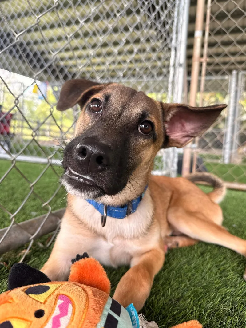 A baby medium-sized male Mixed Breed dog named Peanut for adoption in Brooklyn, NY