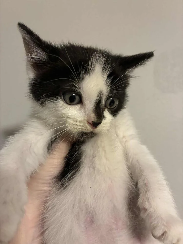 A baby small-sized male Black & White / Tuxedo Domestic Short Hair cat named Flint for adoption in West Mifflin, PA