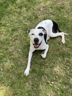 An adult large-sized male Mixed Breed dog named Petey for adoption in Westbrook, ME