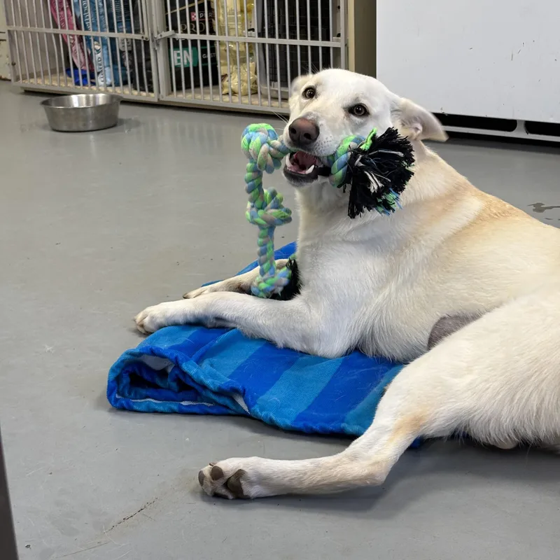 A young medium-sized female White / Cream German Shepherd Dog dog named Luna for adoption in New Britain, CT