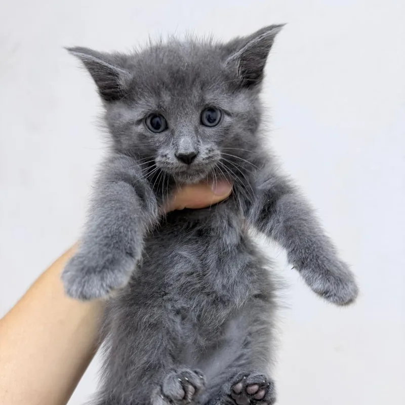 Nova