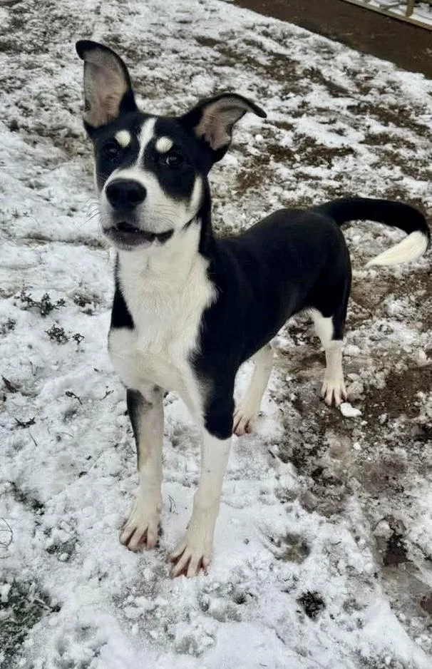 A young medium-sized male Tricolor (Brown, Black, & White) Husky dog named Spooky for adoption in Tomball, TX