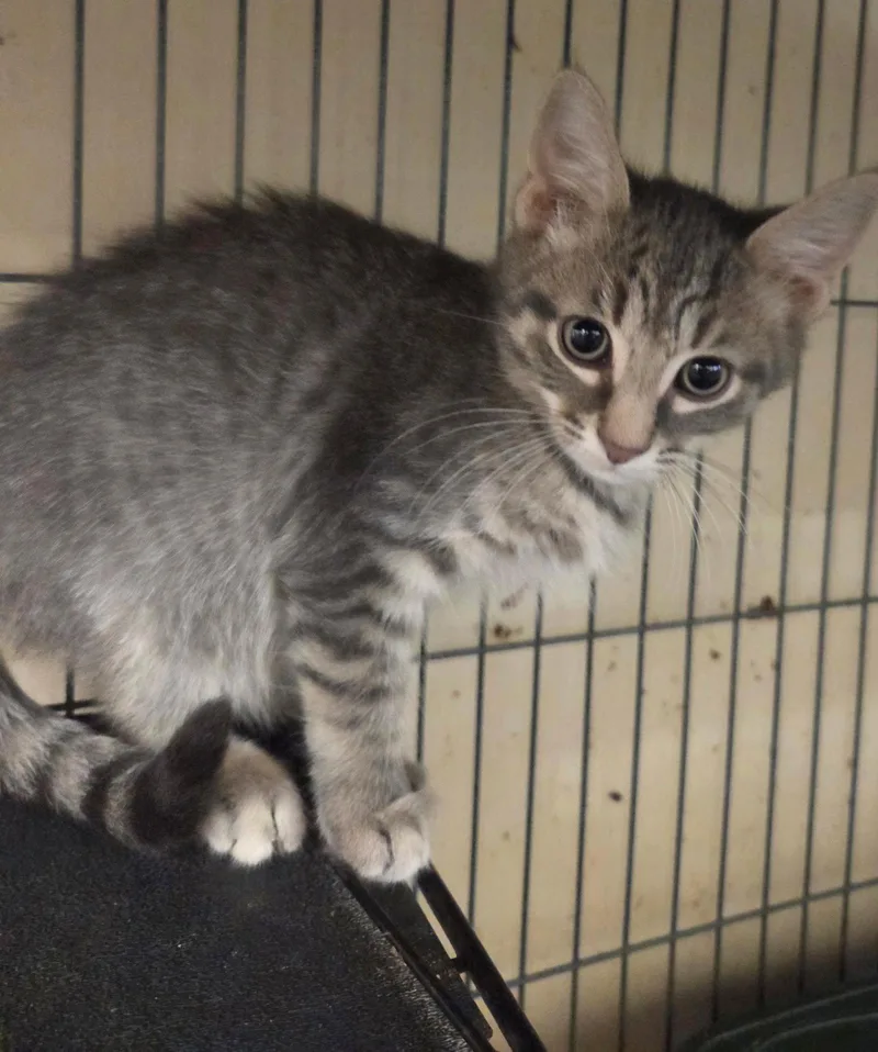 A baby medium-sized male Tabby cat named Spumoni for adoption in Smithtown, NY