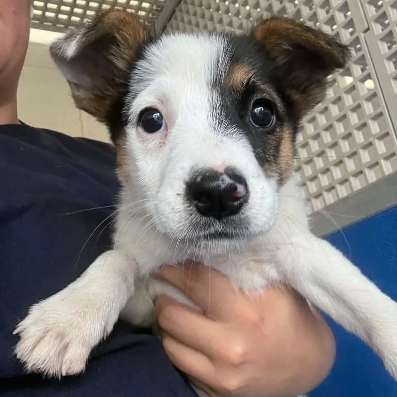 A baby medium-sized male Tricolor (Brown, Black, & White) Australian Cattle Dog / Blue Heeler dog named Skelly for adoption in Brentwood, CA