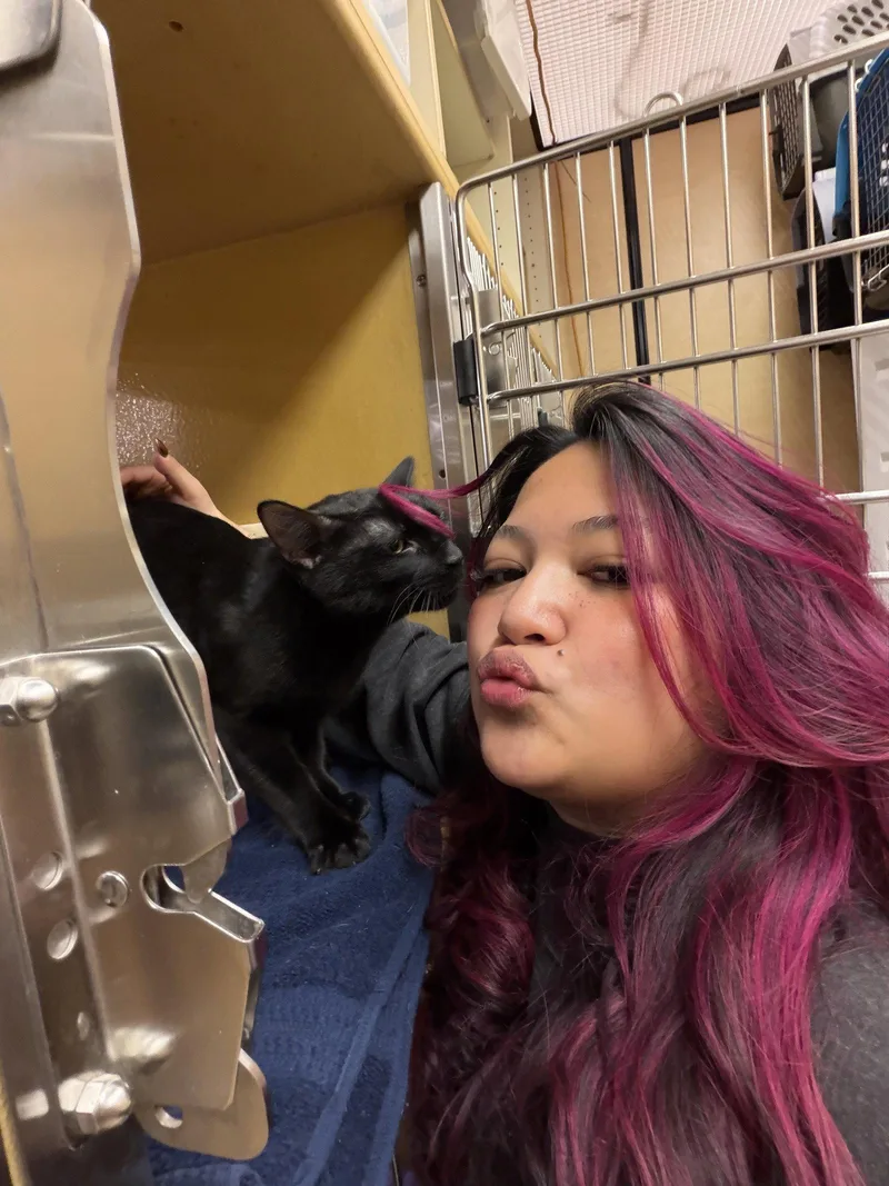 An adult medium-sized male Black Domestic Short Hair cat named Capri Sun for adoption in Wheaton, IL