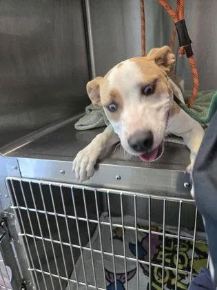 A baby medium-sized female Pit Bull Terrier dog named Bumblebee for adoption in Oakland, CA