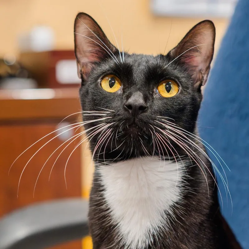 An adult small-sized female Domestic Short Hair cat named Paloma for adoption in Port Washington, NY