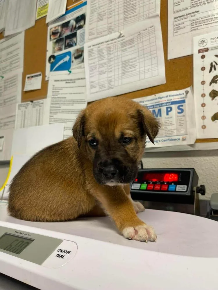 A baby large-sized male Mastiff dog named Reef for adoption in Bolivar, MO