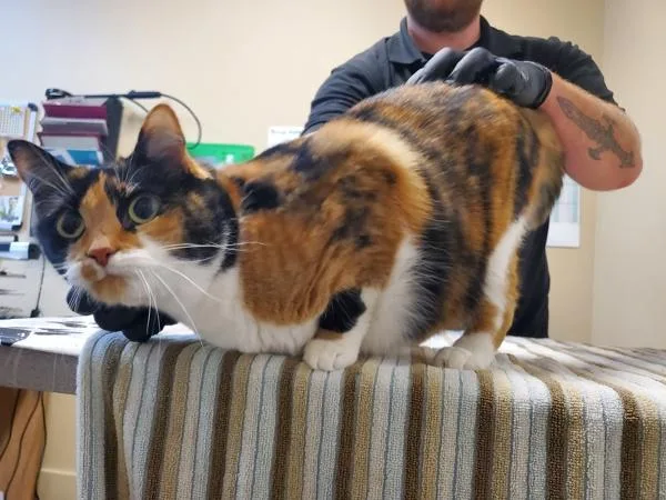 An adult medium-sized female Domestic Short Hair cat named PrincessSaurus Rex for adoption in Oceanside, CA