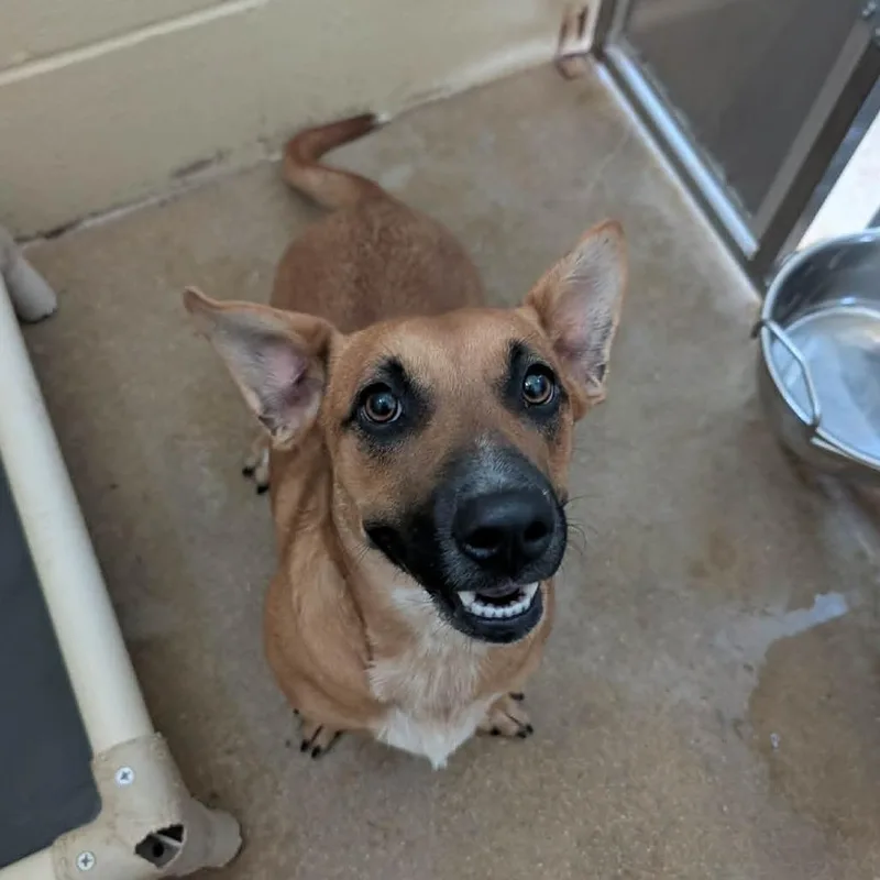 An adult small-sized female Brown / Chocolate Dachshund dog named Pixie for adoption in Fredericksburg, TX