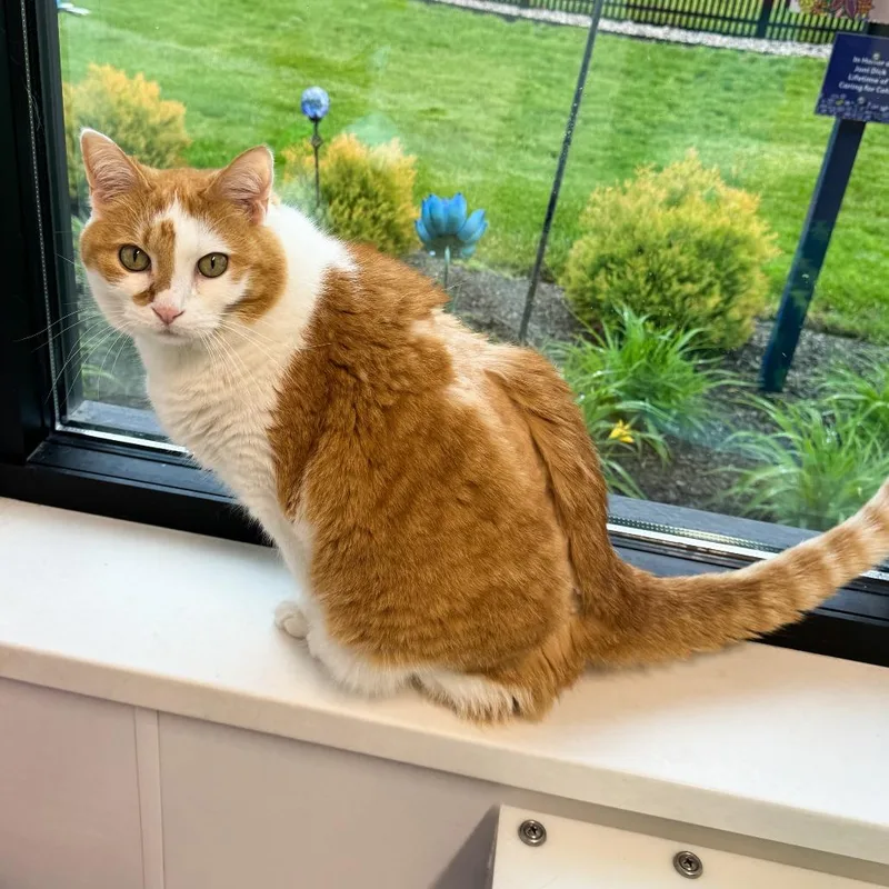 A senior large-sized male Orange / Red Domestic Short Hair cat named Leroy for adoption in Fort Wayne, IN
