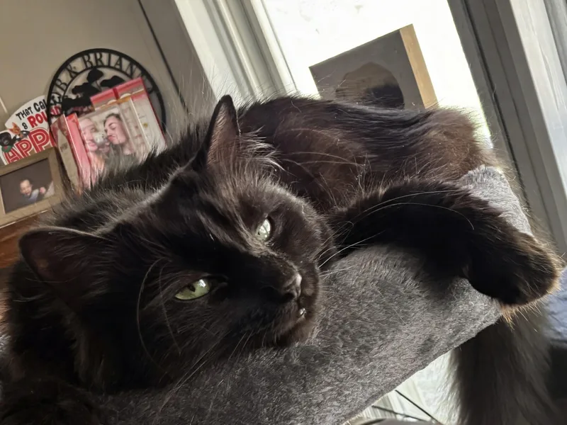 Beetlejuice thumbnail 3