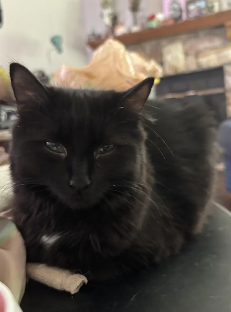 Beetlejuice thumbnail 4