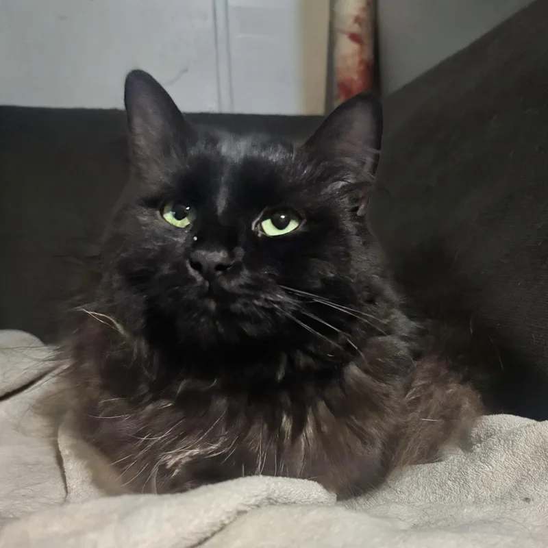 Beetlejuice thumbnail 5