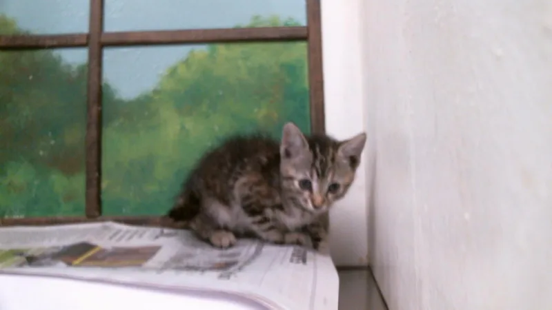A baby small-sized female Domestic Short Hair cat named Mighty for adoption in Houston, TX
