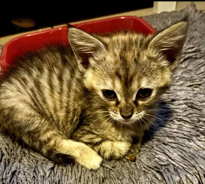 A baby medium-sized female Tabby cat named Hershey for adoption in Royal Palm Beach, FL