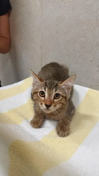 A baby small-sized female Domestic Short Hair cat named Mouse for adoption in Honolulu, HI