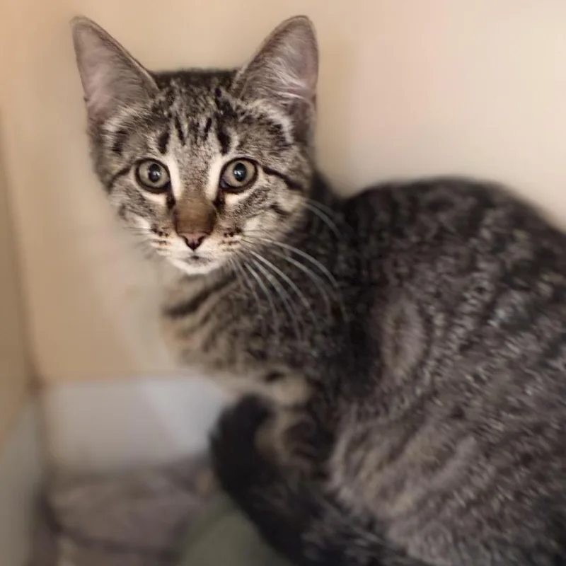 A baby small-sized female Brown / Chocolate Domestic Short Hair cat named Clover for adoption in South Elgin, IL