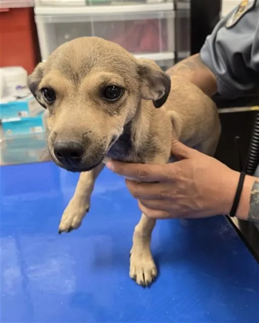 A baby small-sized male Chihuahua dog named Lil Rob for adoption in Phoenix, AZ