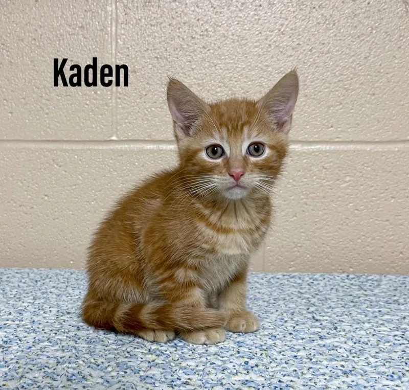 A baby small-sized male Domestic Short Hair cat named Kaden for adoption in Clearfield, KY