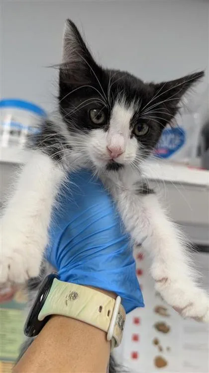 A baby small-sized female Domestic Short Hair cat named Aurora for adoption in Largo, FL