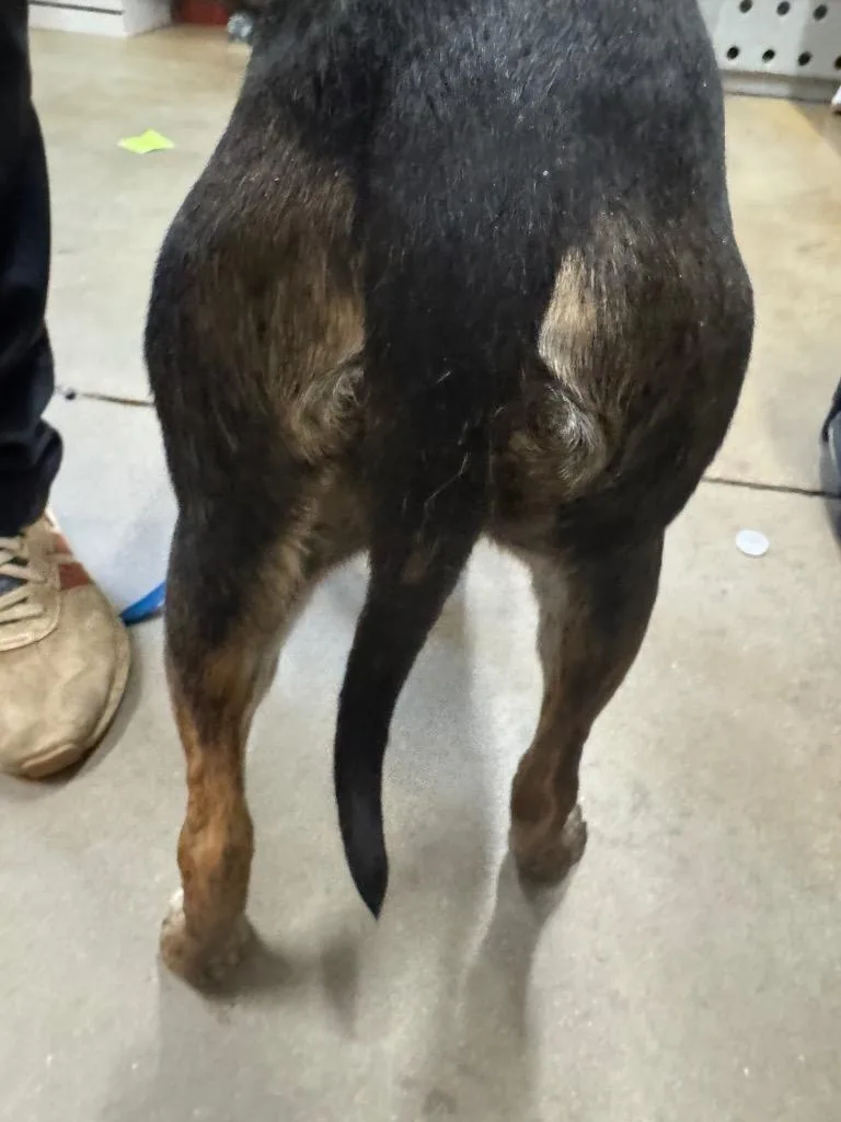 Mercedes thumbnail 6