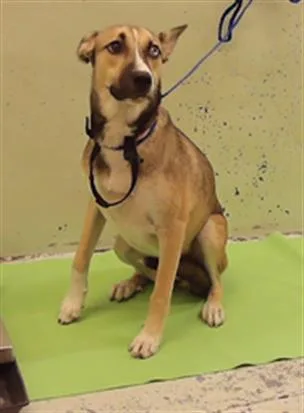 A young medium-sized female Husky dog named Alana for adoption in Houston, TX