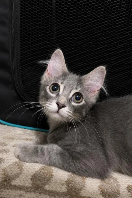 Michael Meowers thumbnail 2