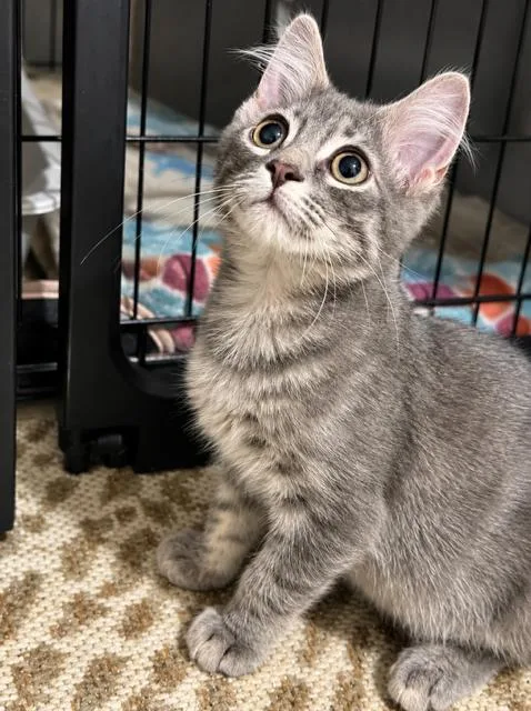 Michael Meowers thumbnail 3