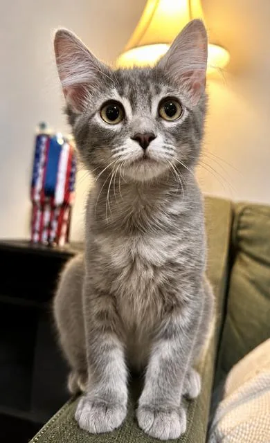 Michael Meowers thumbnail 5