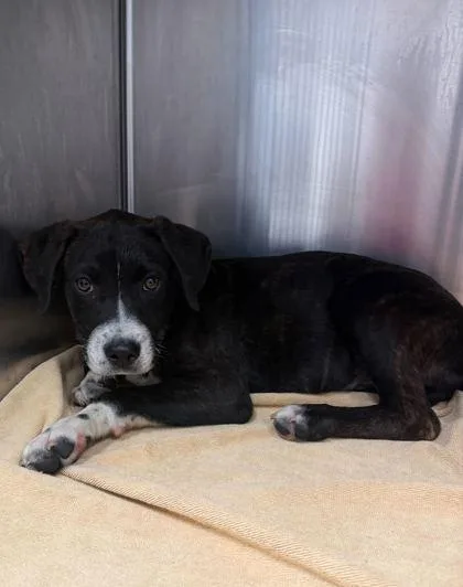 A baby small-sized male Black Mixed Breed dog named Vance for adoption in Kansas City, MO