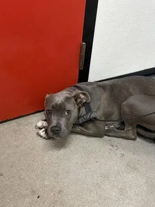 An adult medium-sized female Mixed Breed dog named Calliope for adoption in West Chester, PA