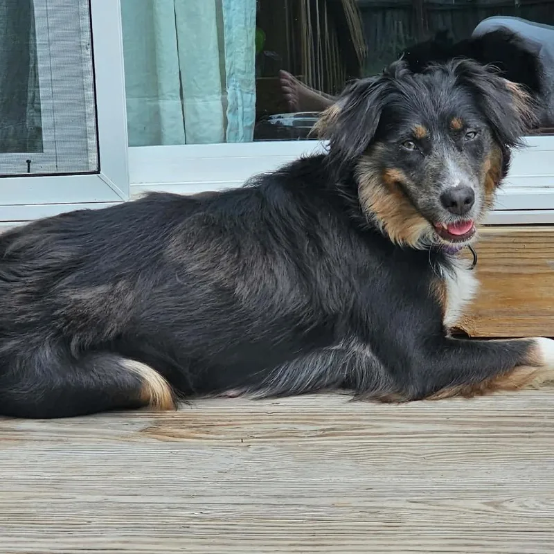 An adult medium-sized female Gray / Blue / Silver Australian Shepherd dog named Relay for adoption in Fredericksburg, VA