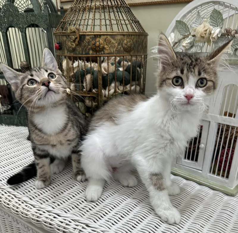 A baby medium-sized female Tabby (Brown / Chocolate) Domestic Short Hair cat named Jenny & Janie for adoption in Lawrenceville, GA