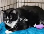 An adult extra large-sized male Black & White / Tuxedo Domestic Short Hair cat named Pete for adoption in Moline, IL