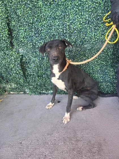 An adult large-sized female Black Shepherd dog named Liberty for adoption in El Paso, TX