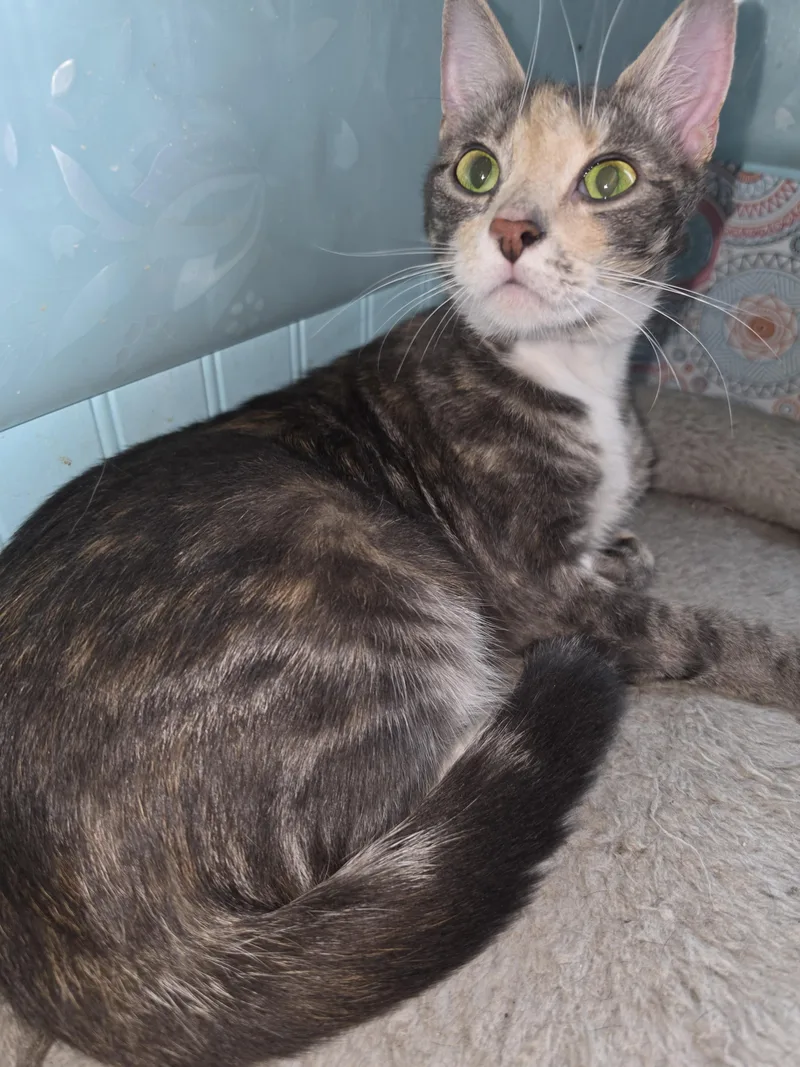 A young medium-sized female Dilute Calico Tortoiseshell cat named Claire for adoption in Mansfield, PA