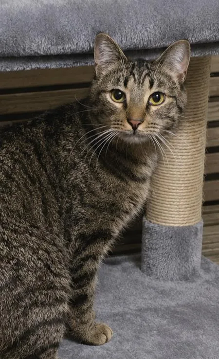 A baby medium-sized male Brown / Chocolate Domestic Short Hair cat named Luigi for adoption in Elyria, OH