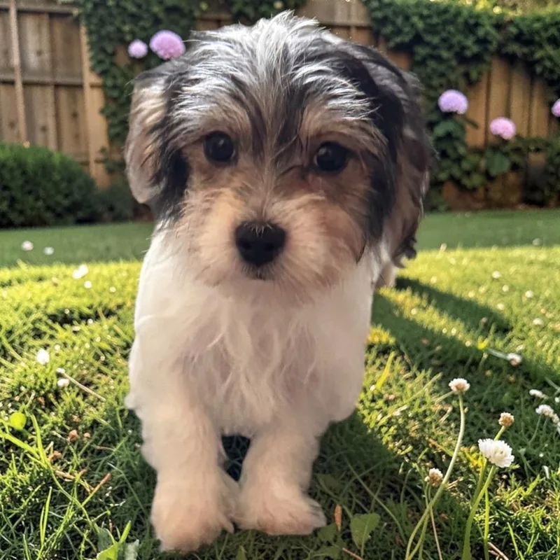 PradaTiny Morkie Puppy!