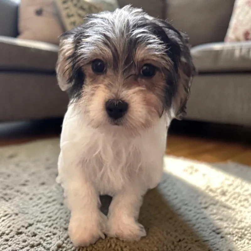 PradaTiny Morkie Puppy! thumbnail 2