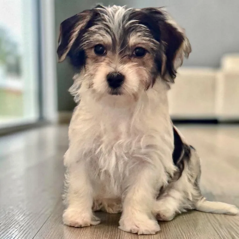 PradaTiny Morkie Puppy! thumbnail 3