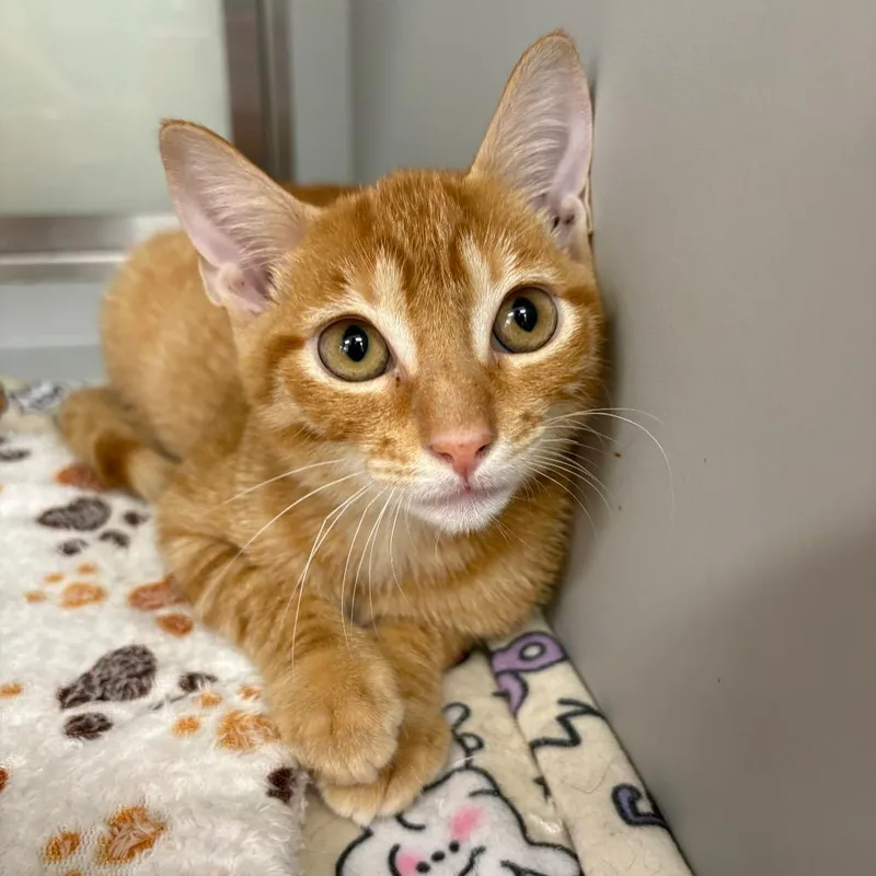 A baby medium-sized male Orange / Red Domestic Short Hair cat named Jj for adoption in Hamburg, NY