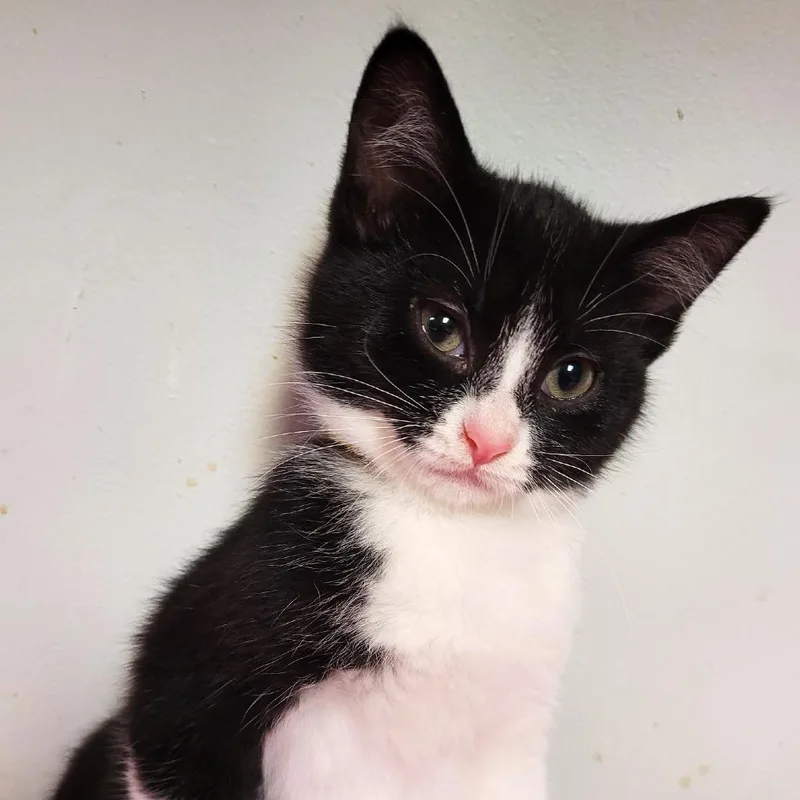 A baby small-sized male Black Domestic Short Hair cat named Mercury for adoption in South Elgin, IL