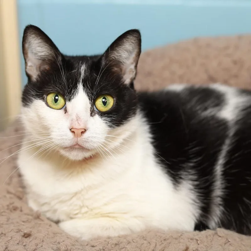 An adult medium-sized female Black Domestic Short Hair cat named Blossom for adoption in Evansville, IN