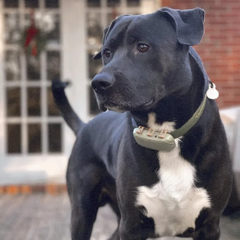 Apollo