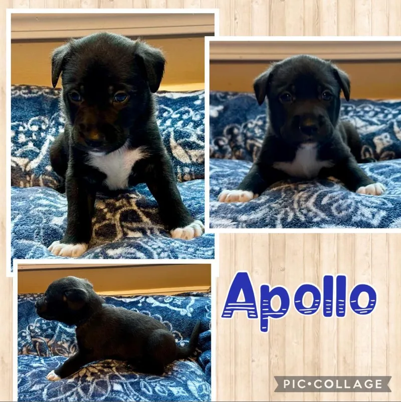 Apollo thumbnail 6