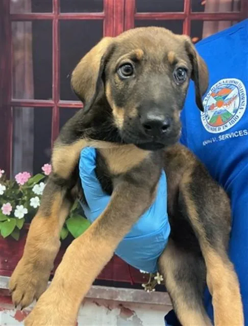 A baby small-sized female German Shepherd Dog dog named Eileen for adoption in San Bernardino, CA
