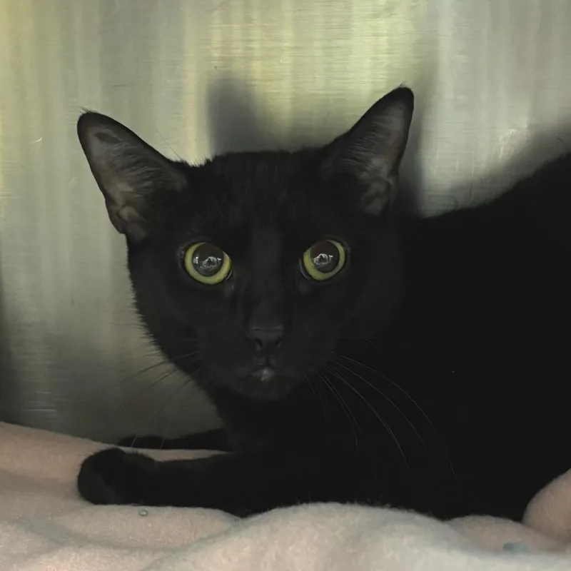 An adult medium-sized female Black Domestic Short Hair cat named Hermione for adoption in Springfield, MA